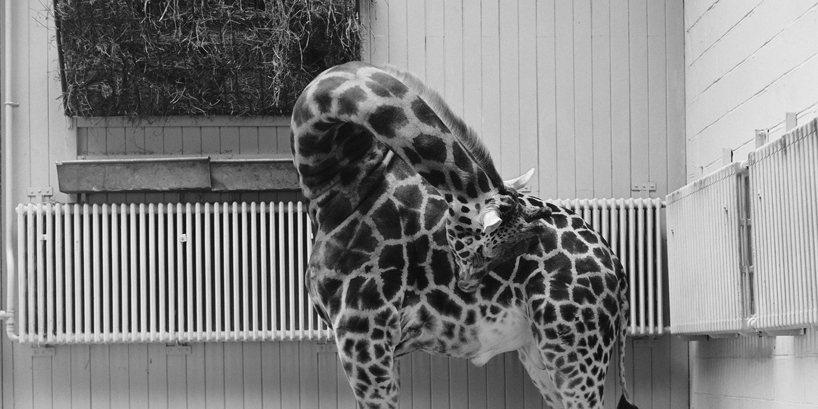 John Myers 'Blogella' Series - Giraffe, 1973