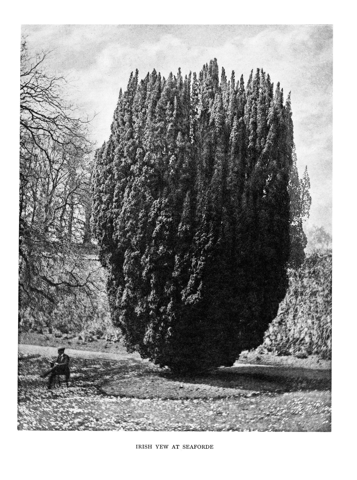 Trees of Great Britain and Ireland