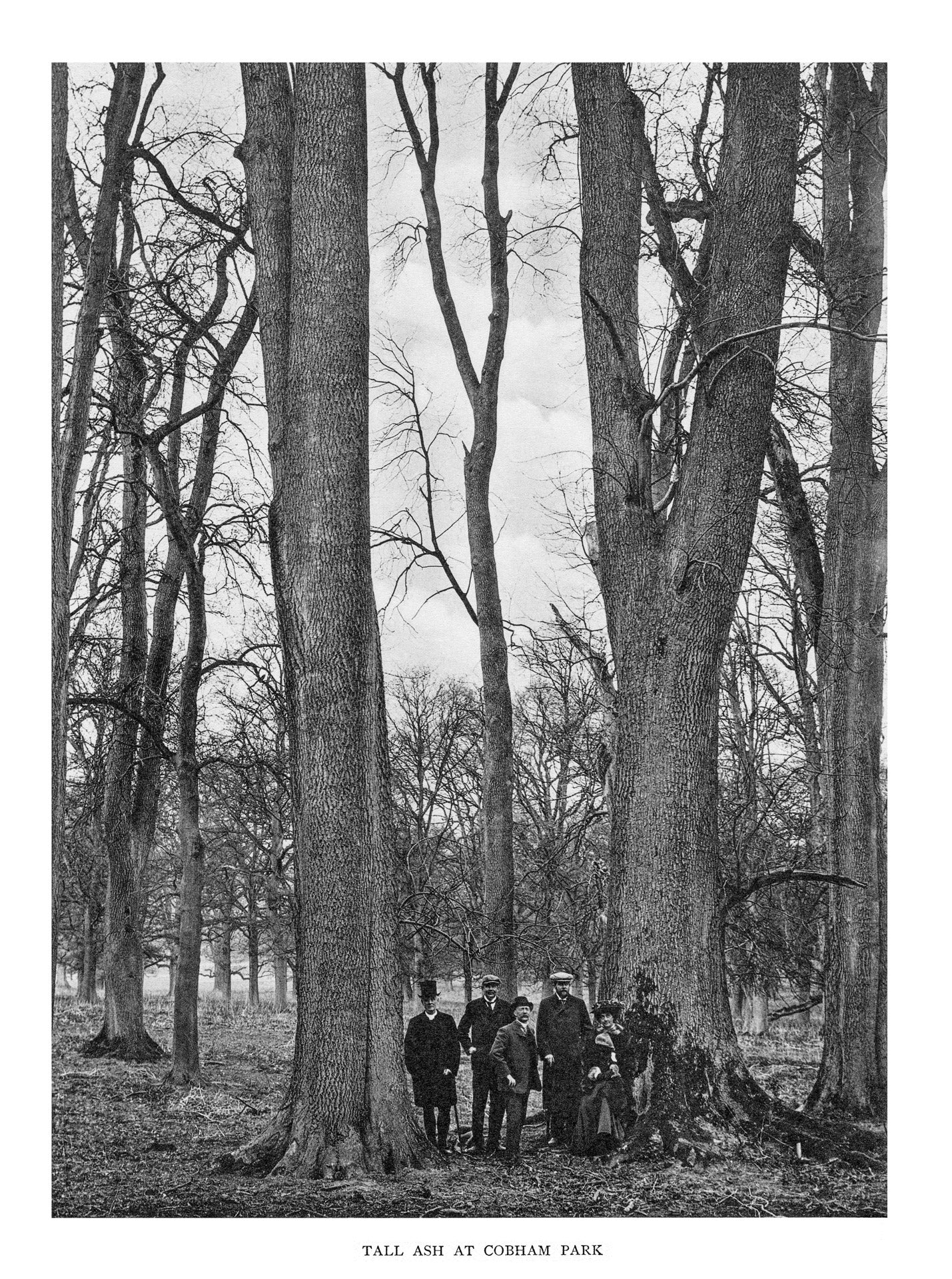 Trees of Great Britain and Ireland