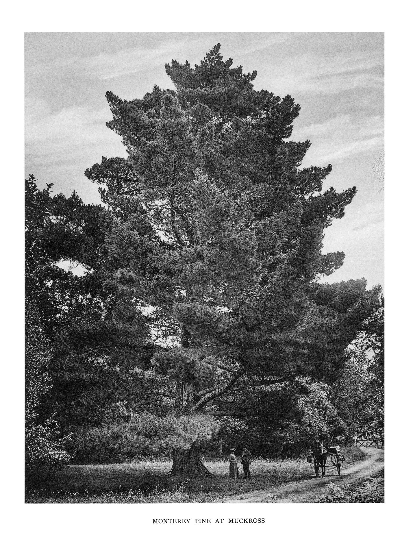 Trees of Great Britain and Ireland