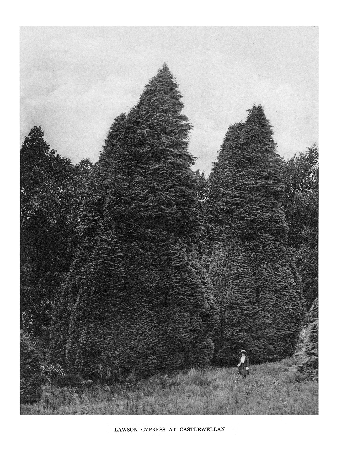 Trees of Great Britain and Ireland