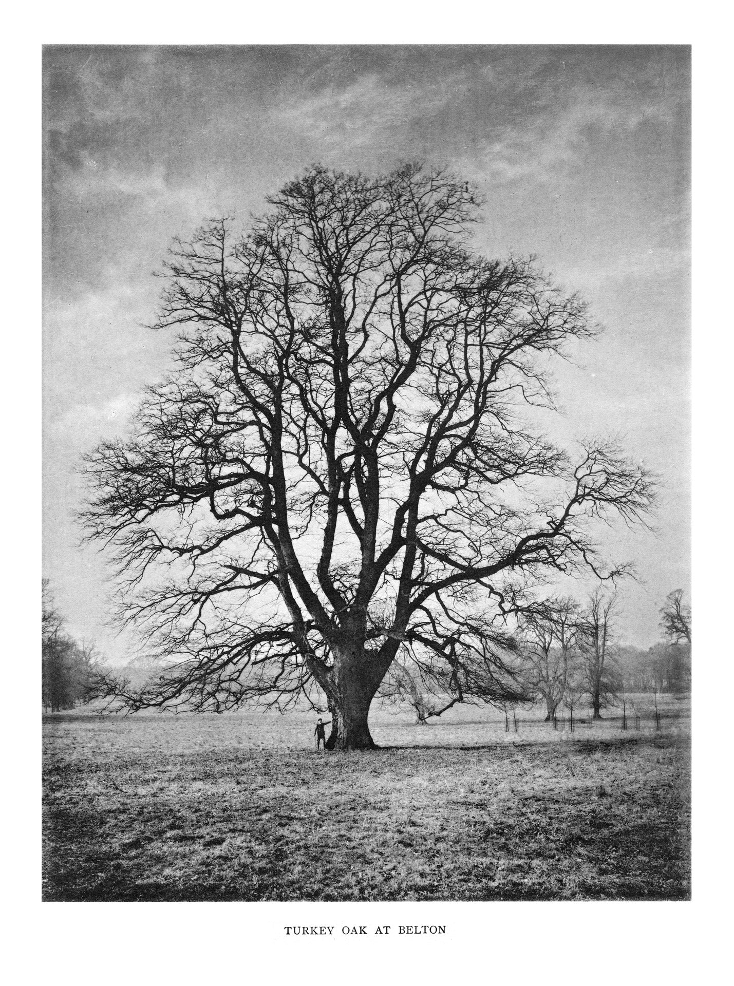 Trees of Great Britain and Ireland