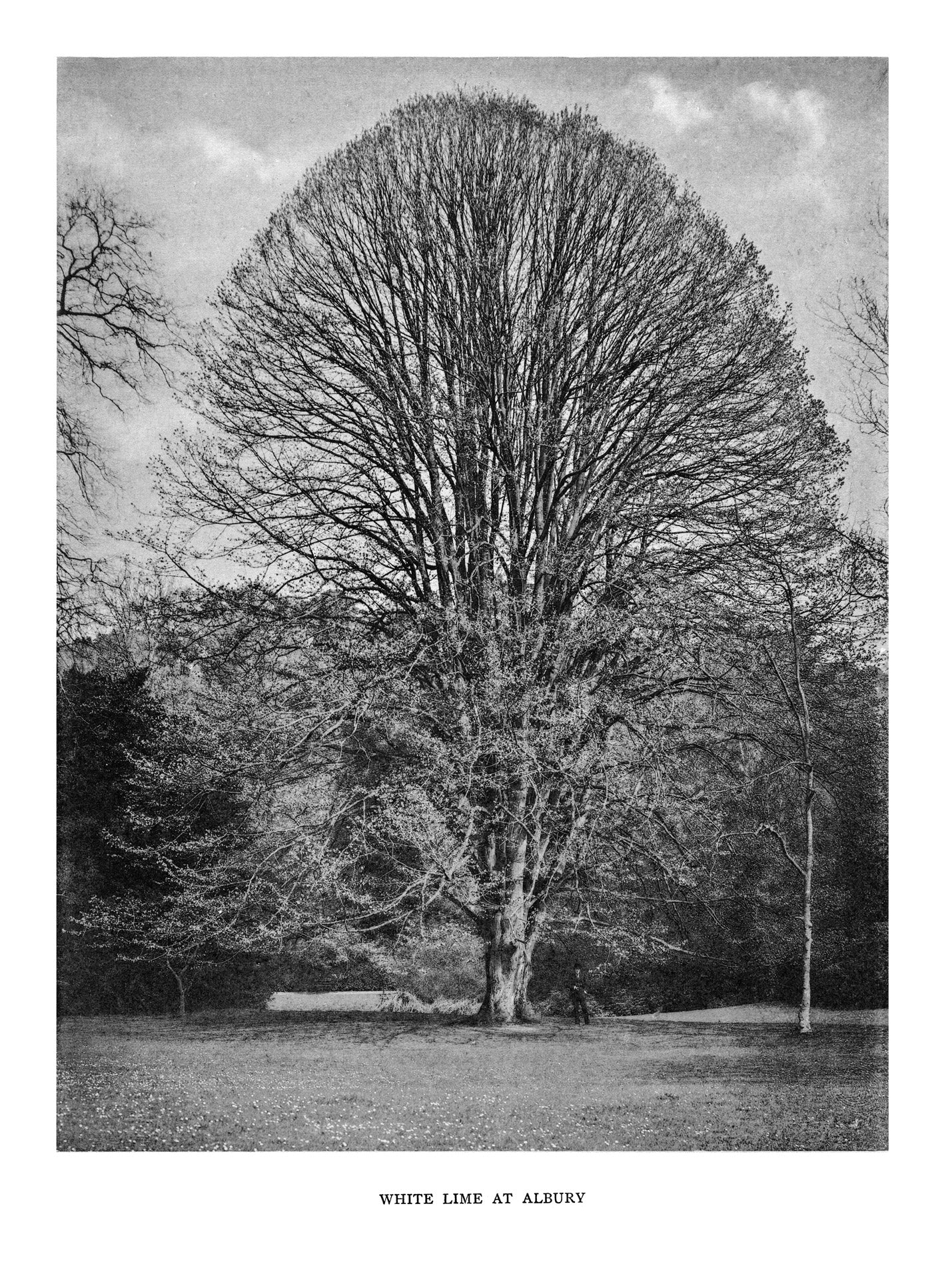 Trees of Great Britain and Ireland