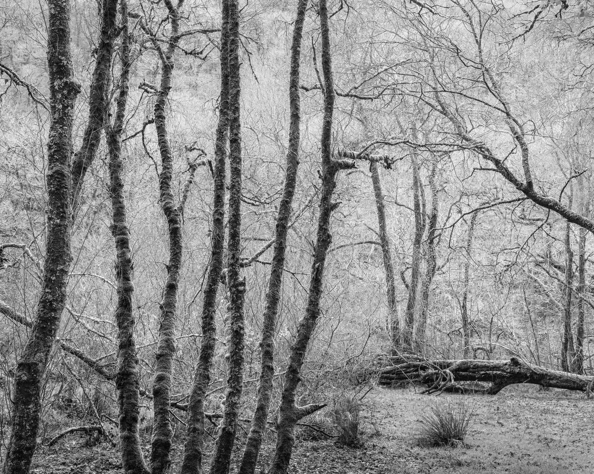 The White Wood