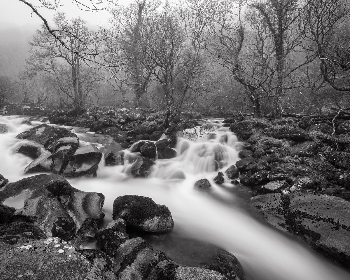 The White Wood