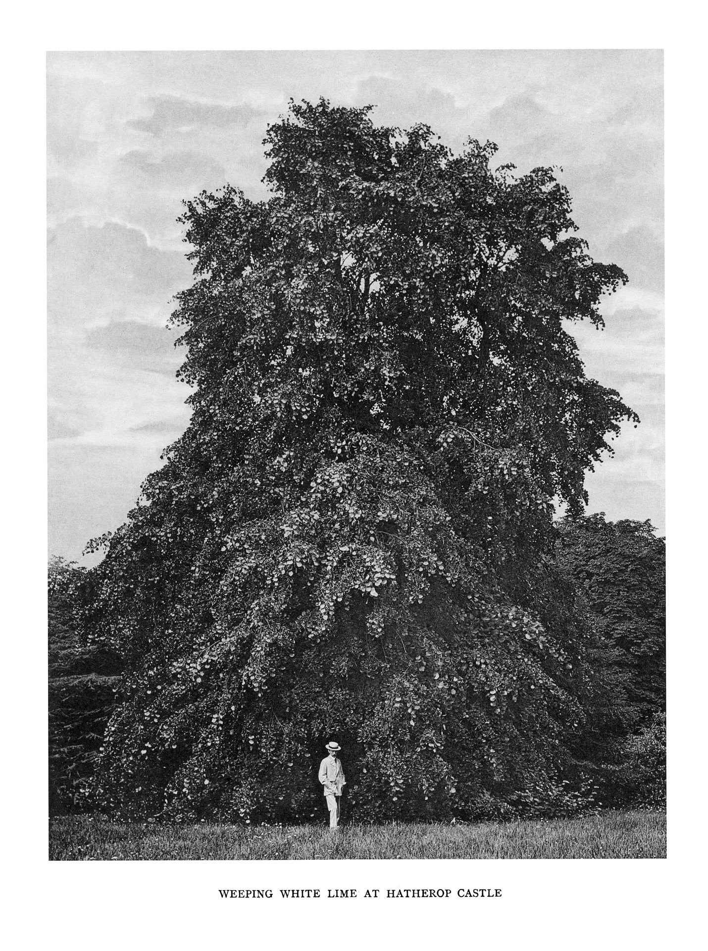 Trees of Great Britain and Ireland
