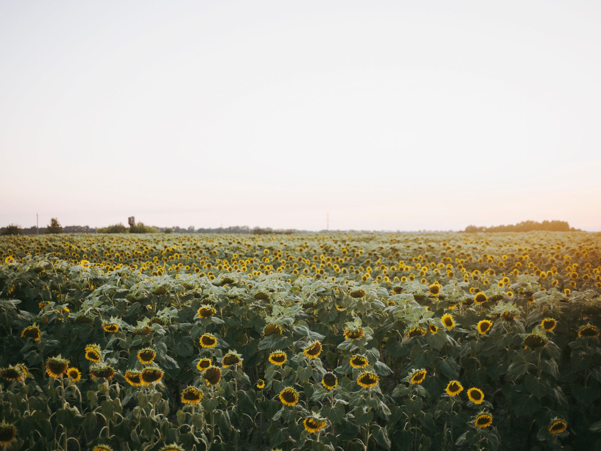 The Land is Yellow, the Sky is Blue