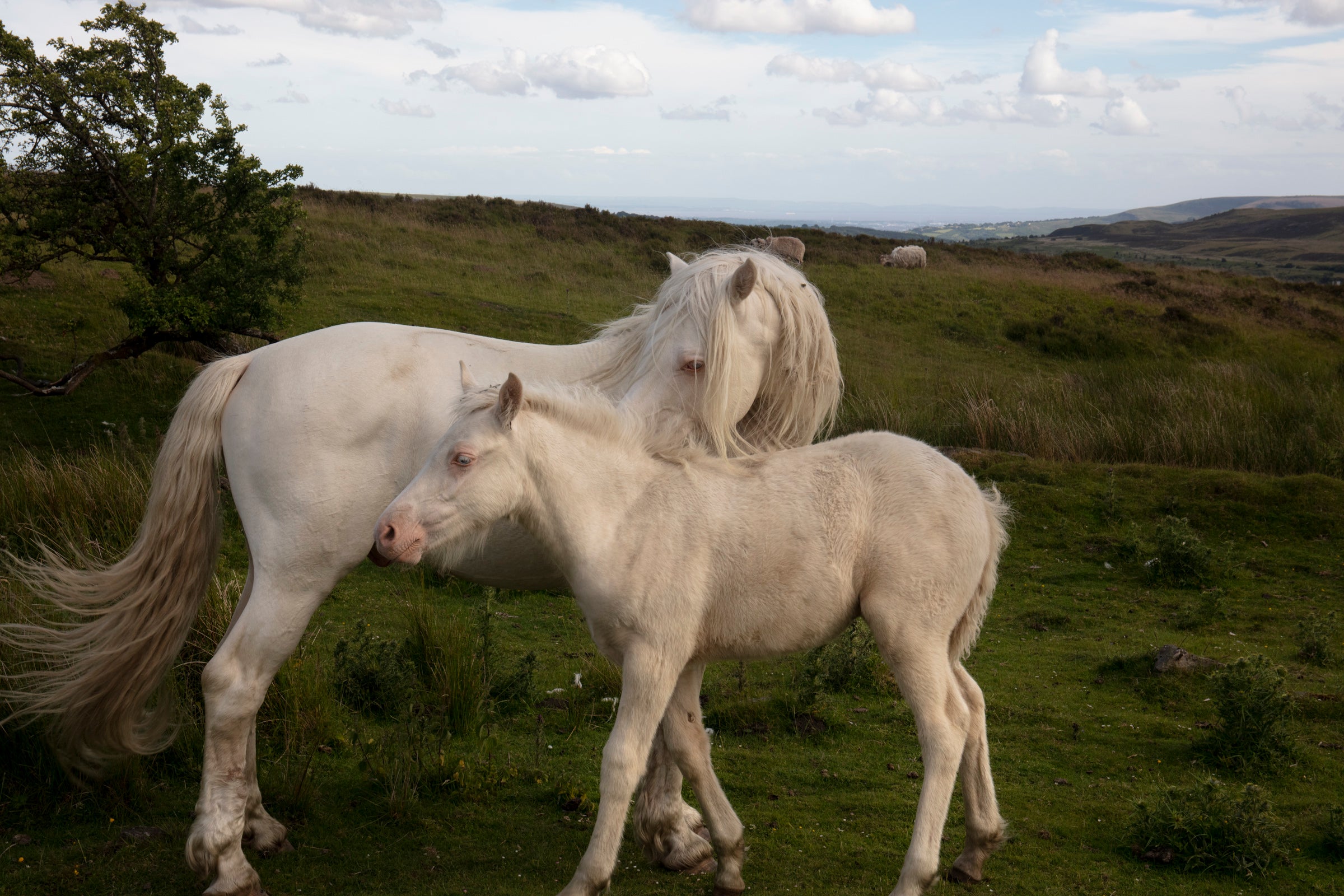 Cwm: The Fair Country