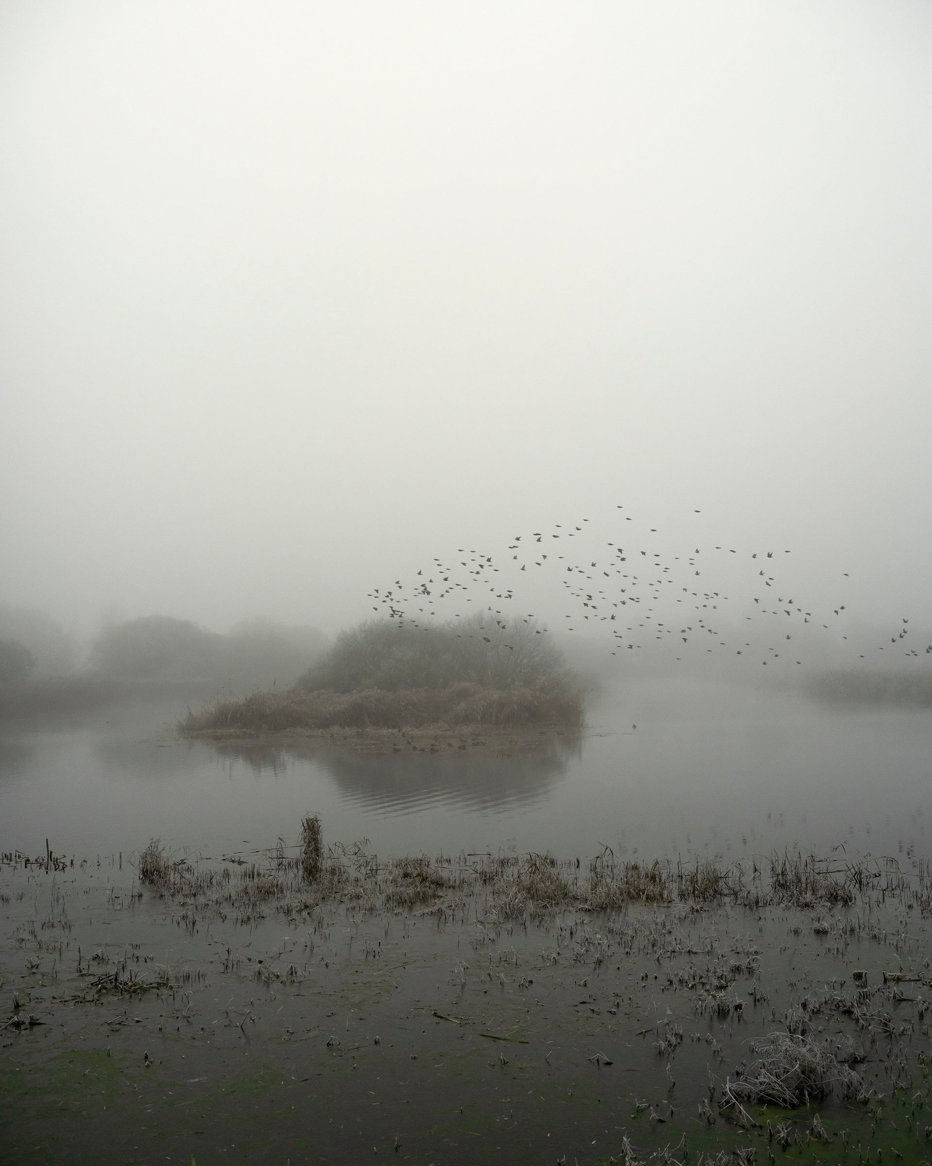 Starlings