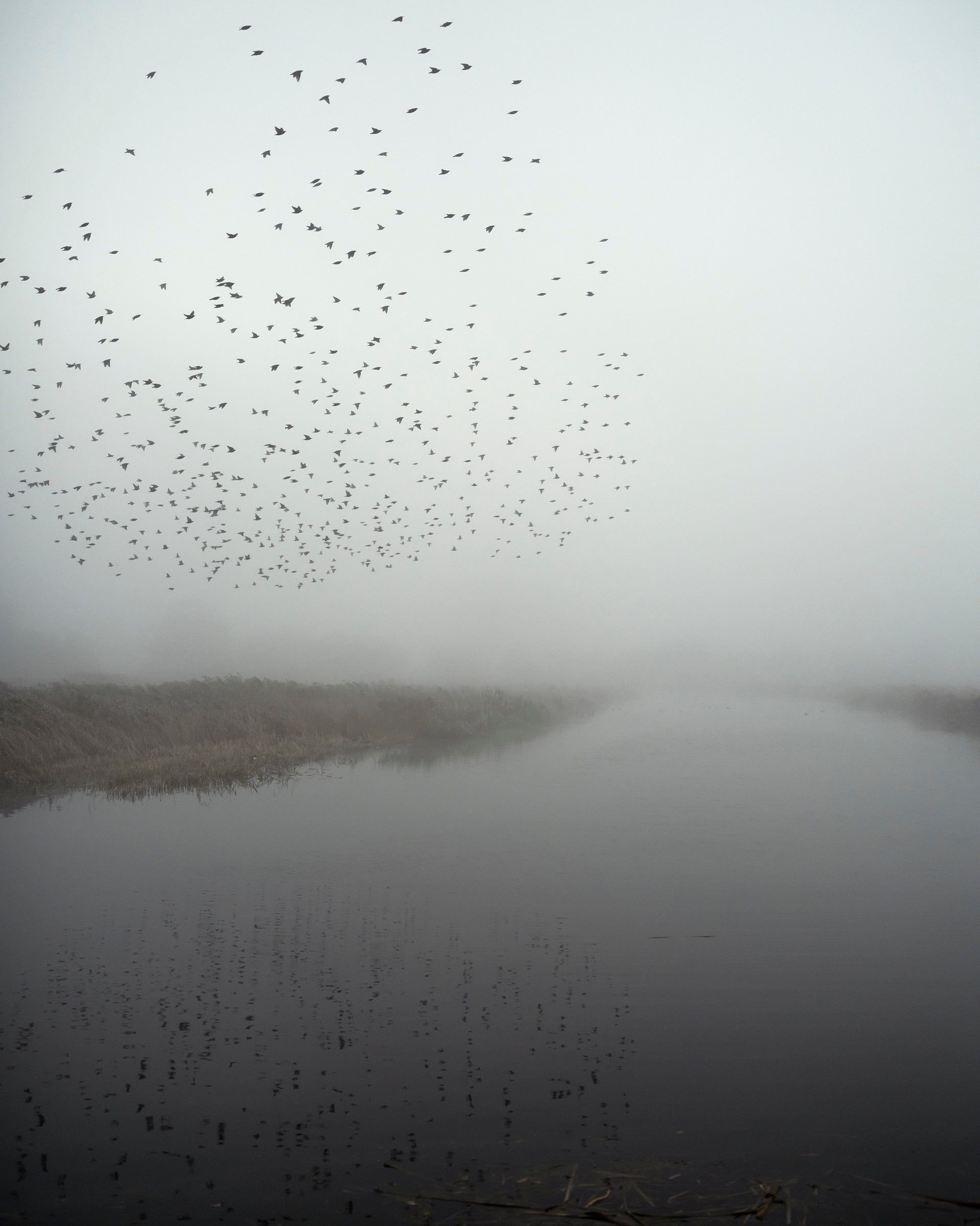 Starlings