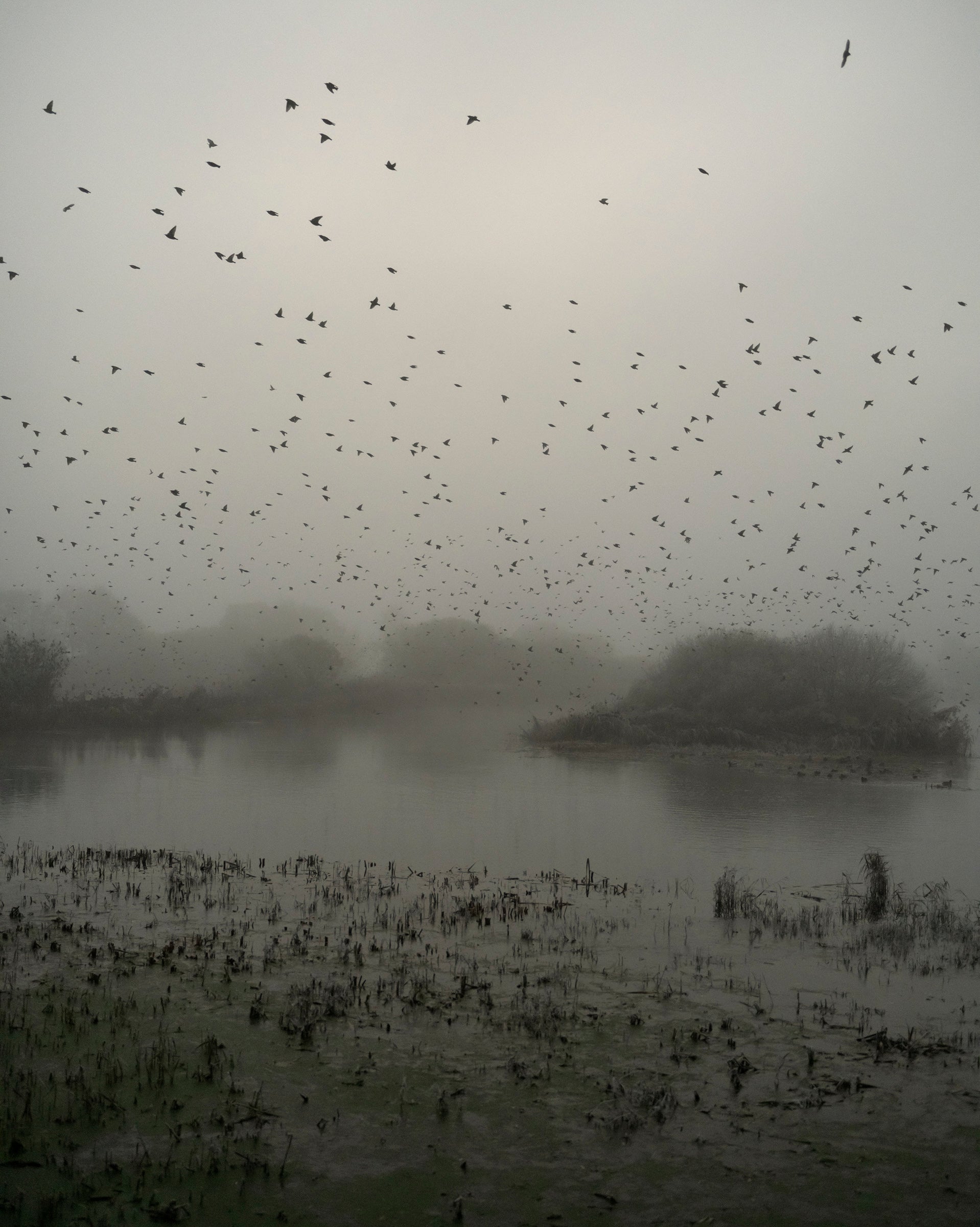 Starlings