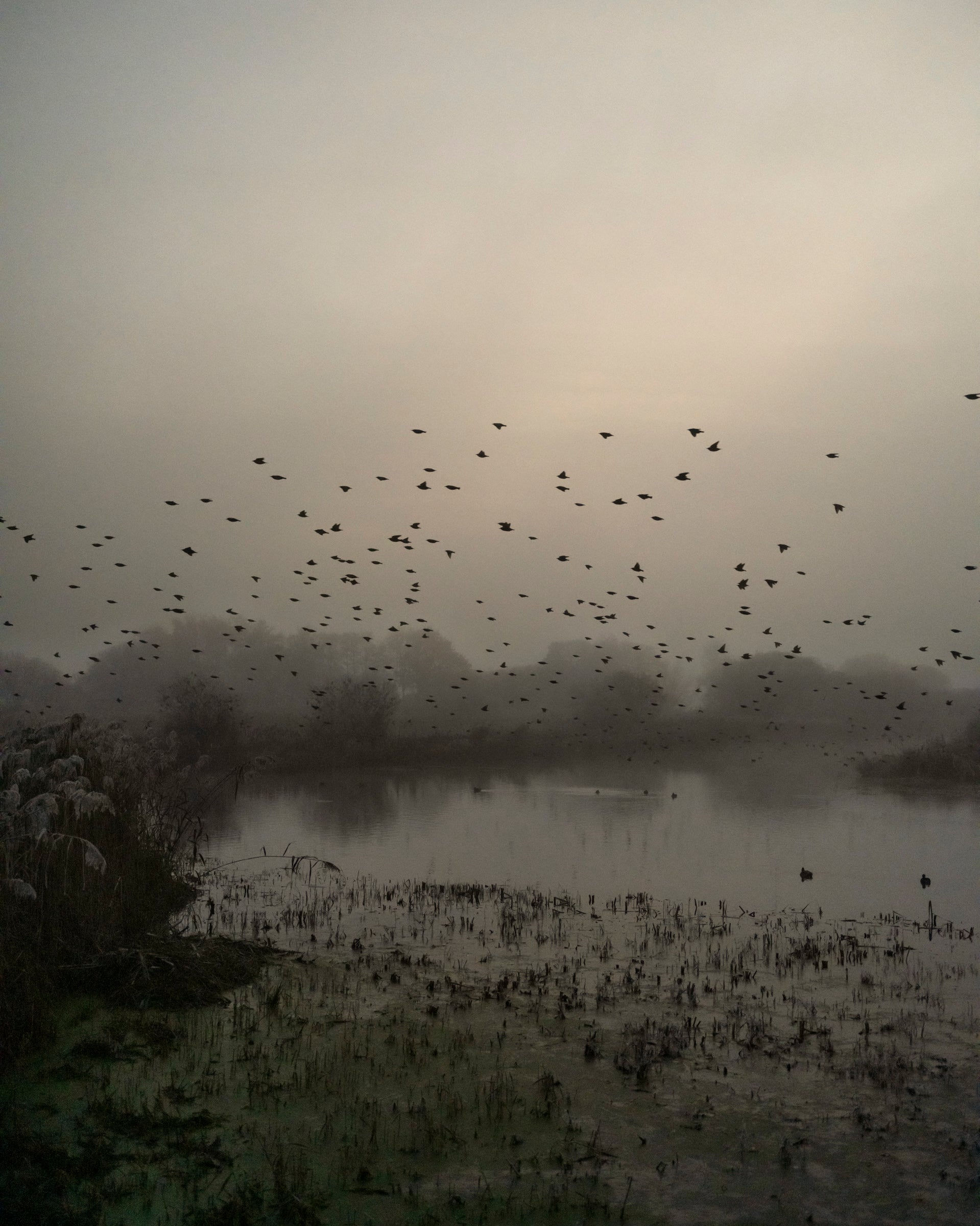 Starlings