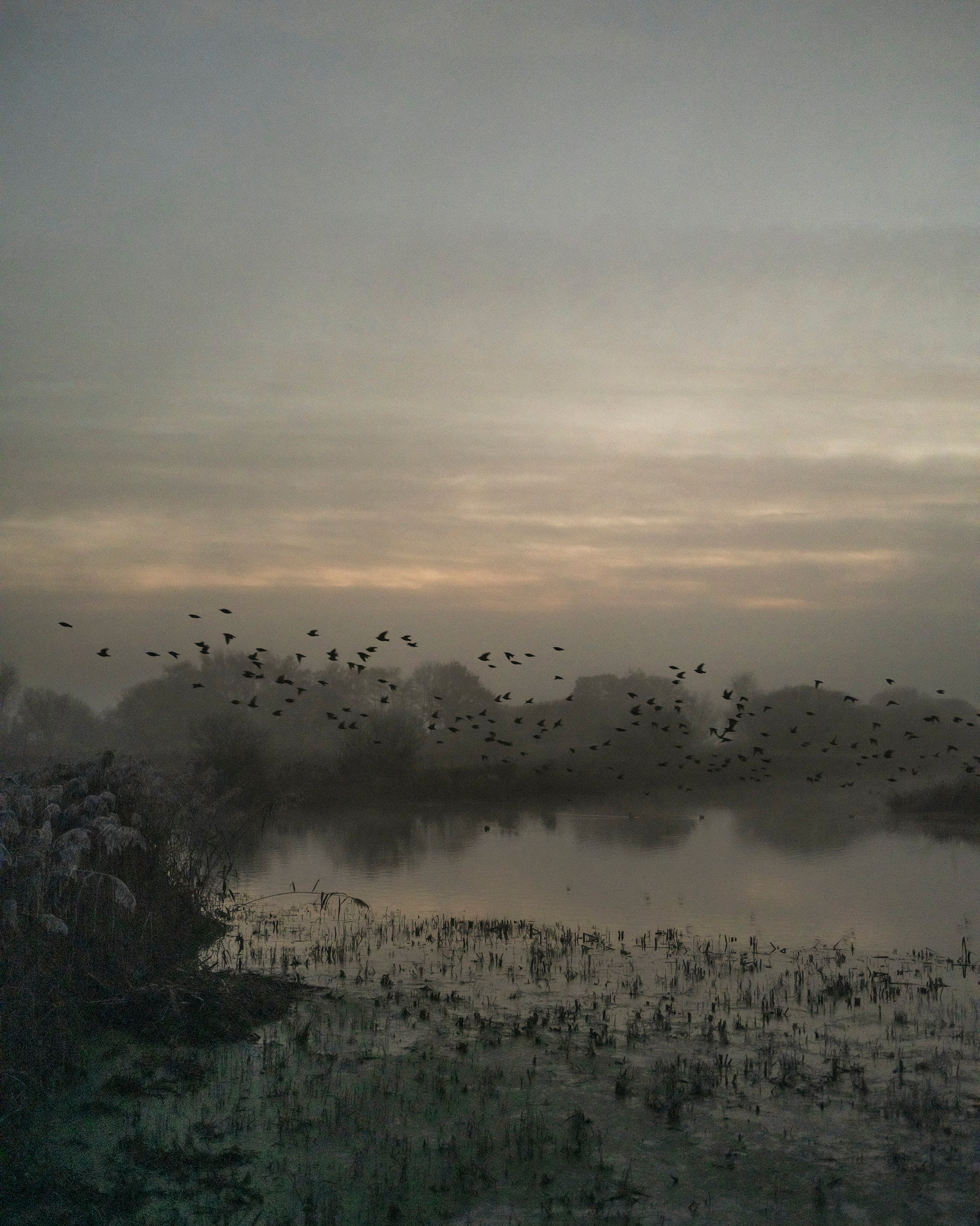 Starlings