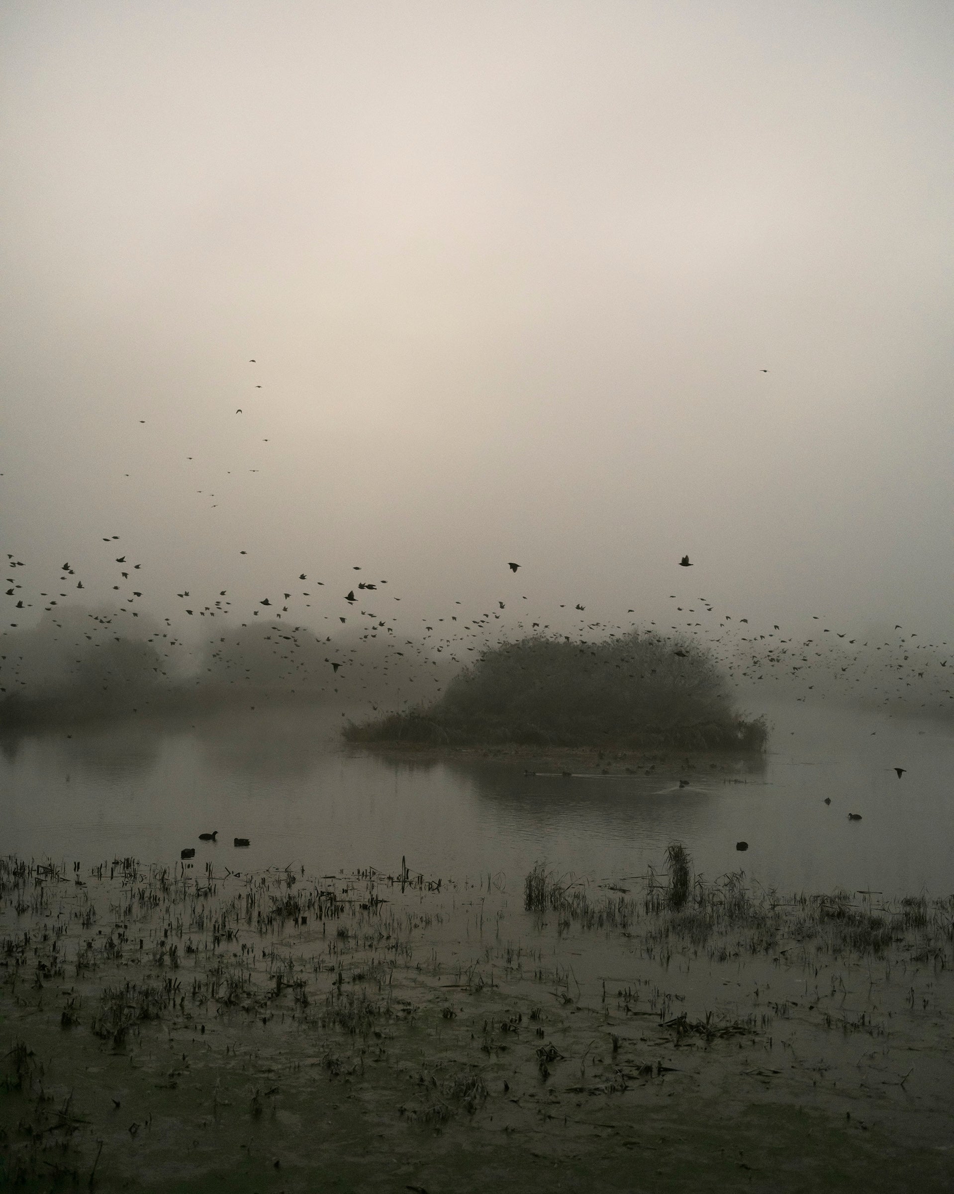 Starlings