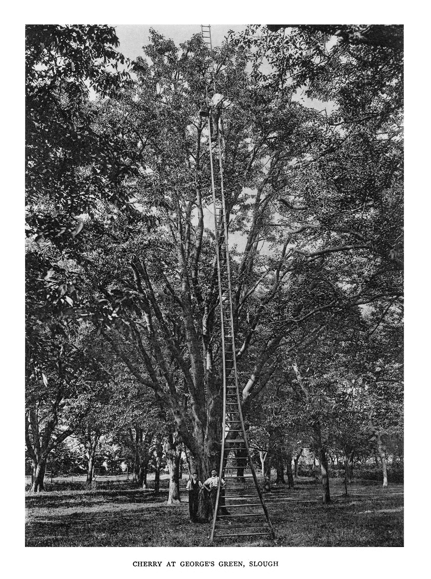 Trees of Great Britain and Ireland