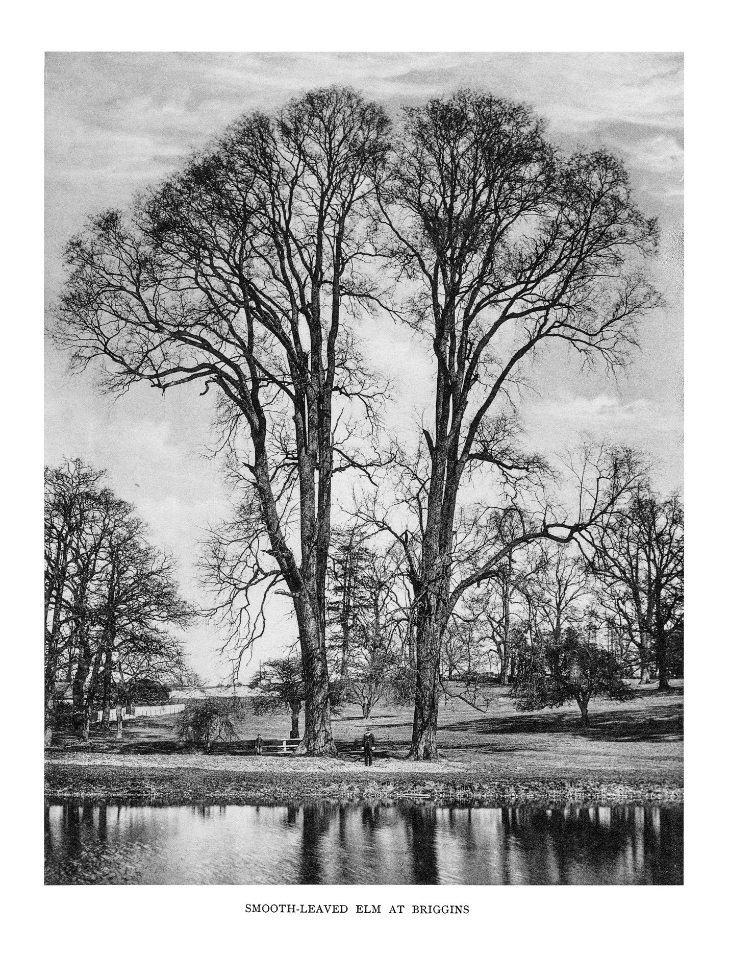 Trees of Great Britain and Ireland