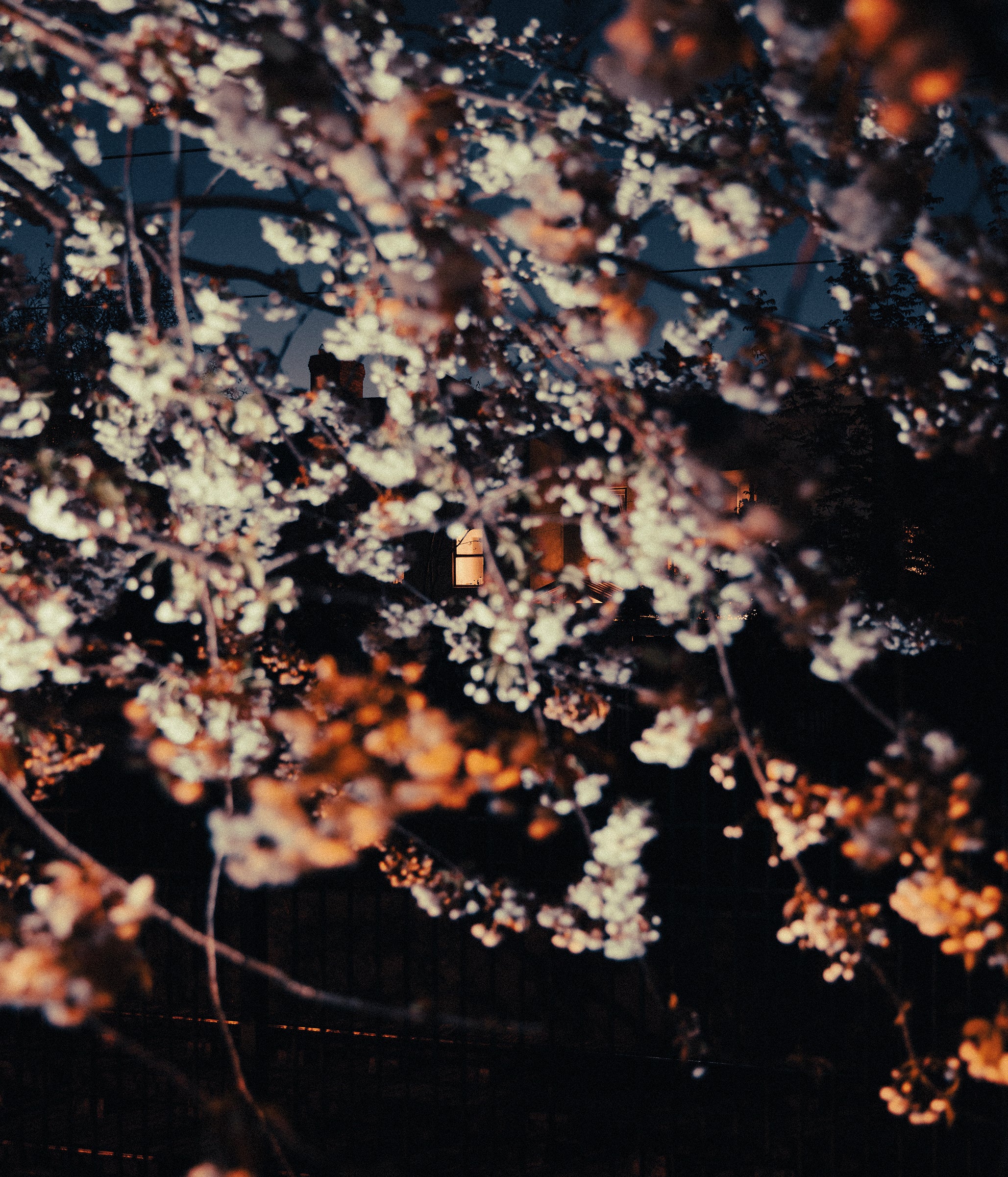 Reverie Park