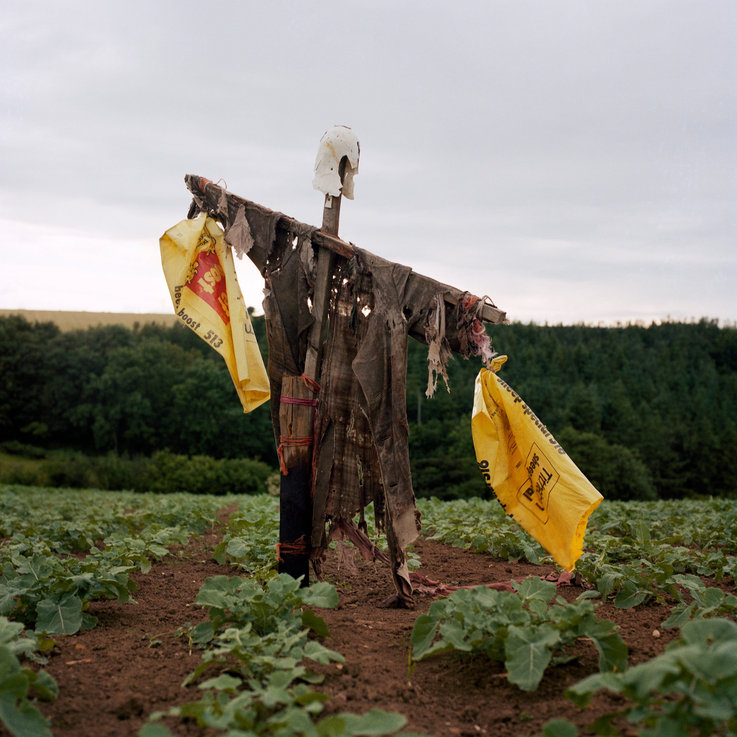 Scarecrows 1974-2015