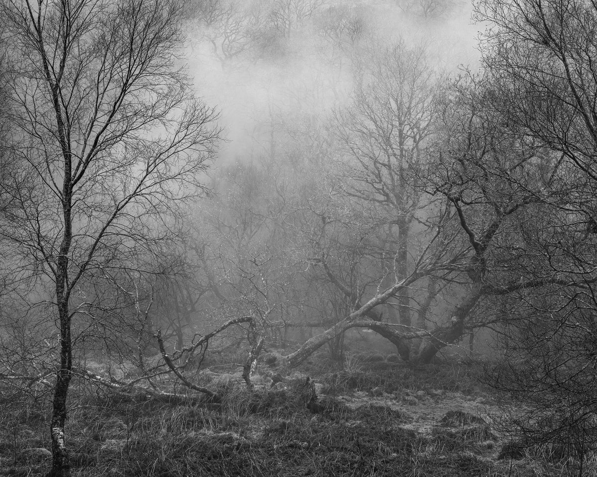 The White Wood