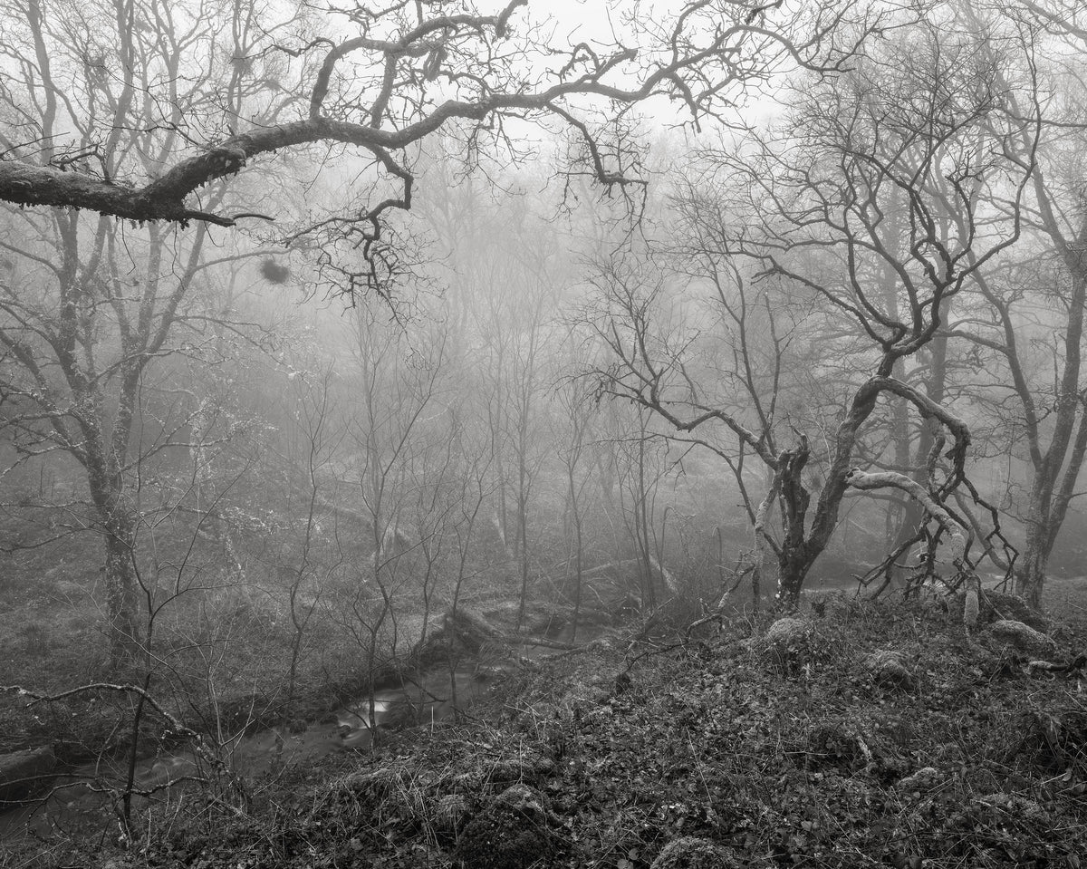 The White Wood