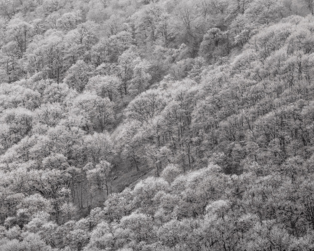 The White Wood