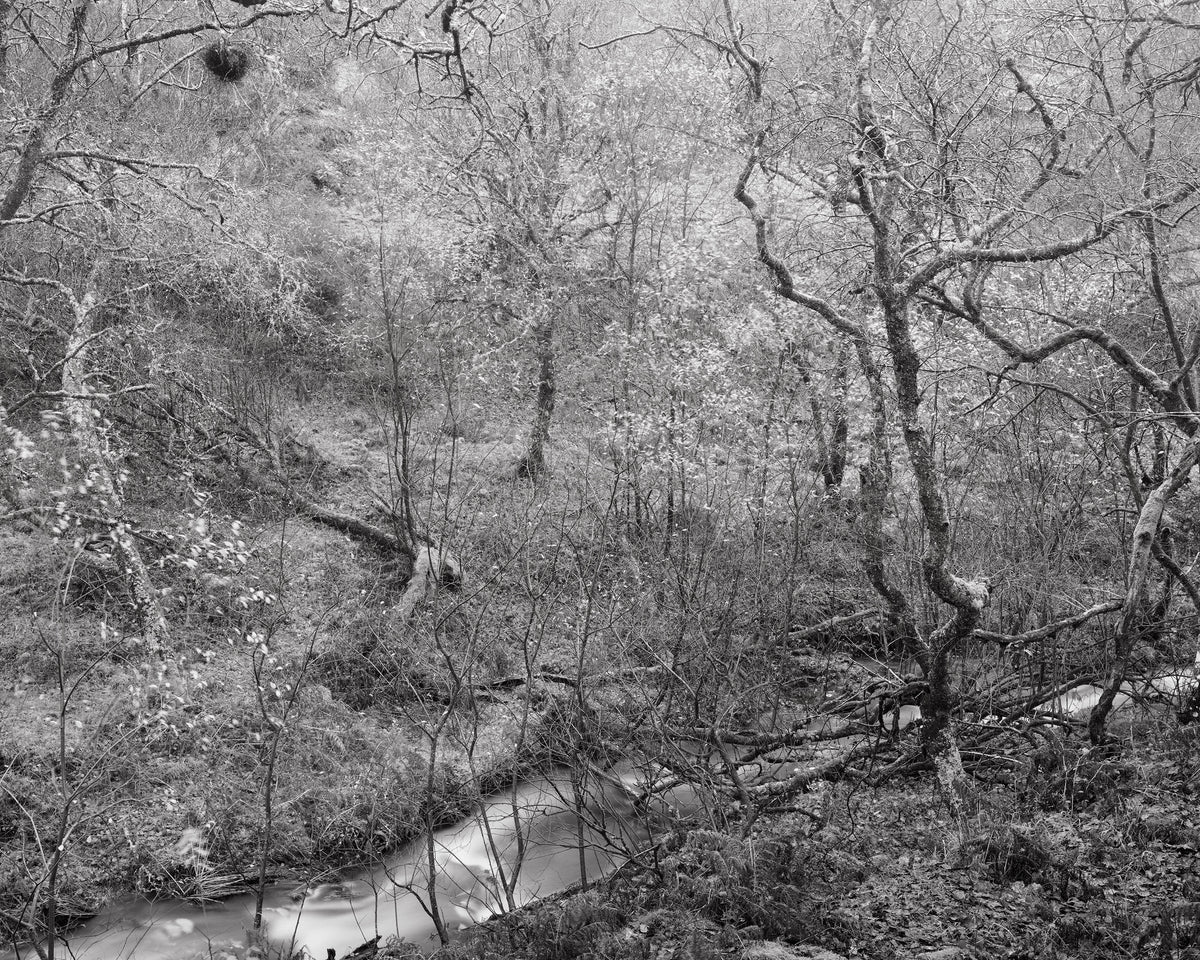 The White Wood