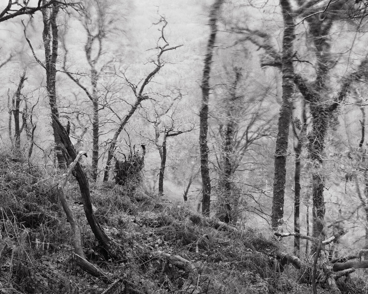 The White Wood