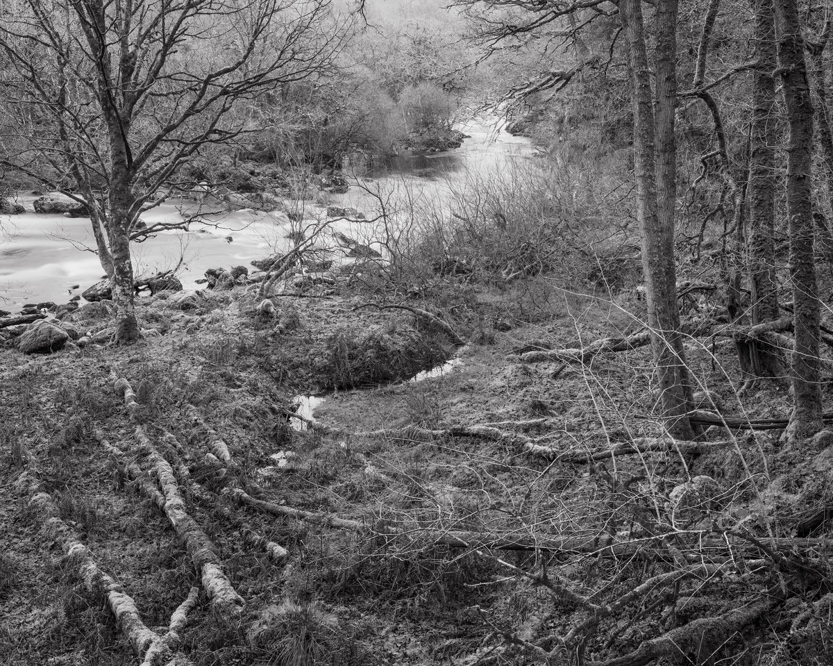 The White Wood