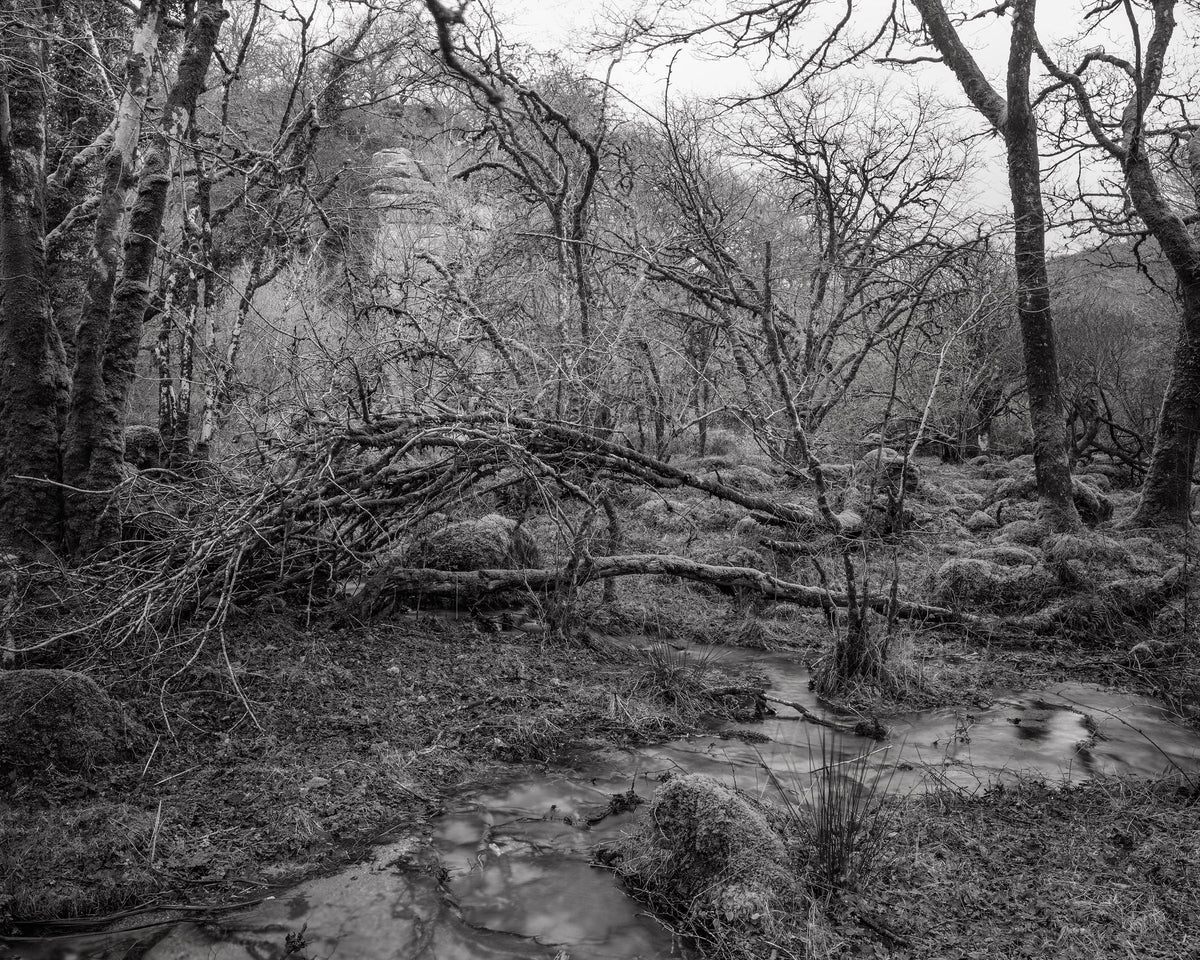 The White Wood